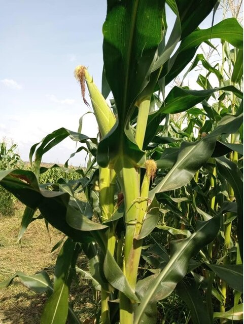 از تکثیر بُز با فناوری ایرانی تا صادرات دستگاه الیاف به اوگاندا/احداث بزرگترین توتستان جهان