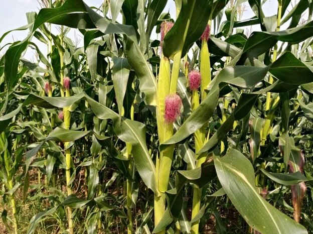 از تکثیر بُز با فناوری ایرانی تا صادرات دستگاه الیاف به اوگاندا/احداث بزرگترین توتستان جهان