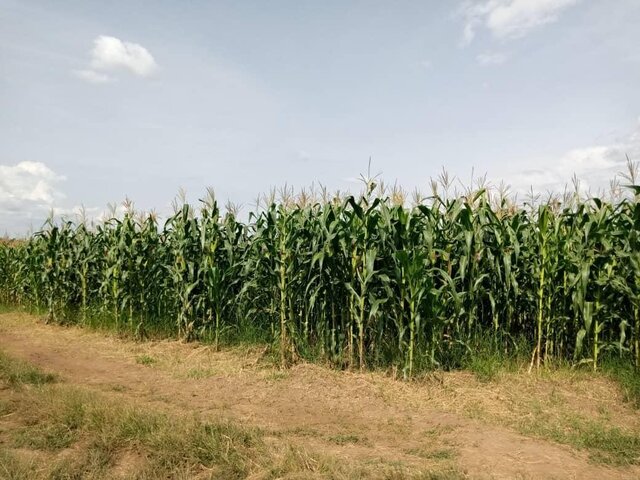 از تکثیر بُز با فناوری ایرانی تا صادرات دستگاه الیاف به اوگاندا/احداث بزرگترین توتستان جهان