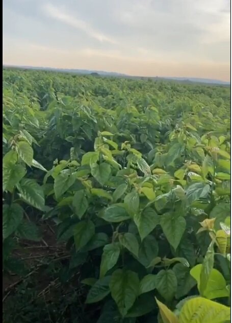 از تکثیر بُز با فناوری ایرانی تا صادرات دستگاه الیاف به اوگاندا/احداث بزرگترین توتستان جهان