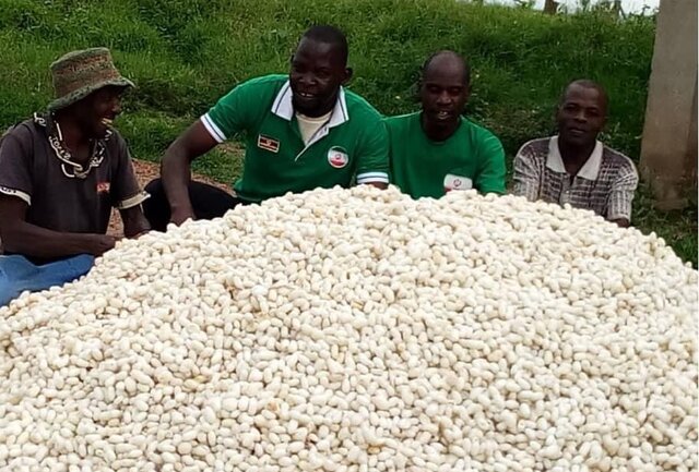 از تکثیر بُز با فناوری ایرانی تا صادرات دستگاه الیاف به اوگاندا/احداث بزرگترین توتستان جهان