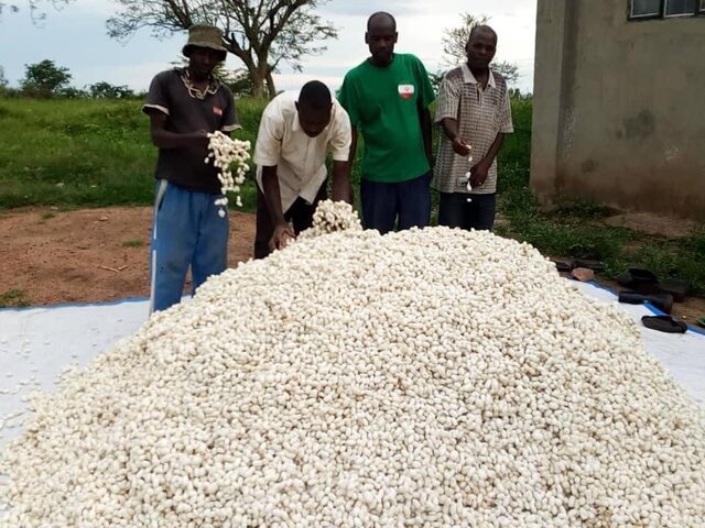 از تکثیر بُز با فناوری ایرانی تا صادرات دستگاه الیاف به اوگاندا/احداث بزرگترین توتستان جهان
