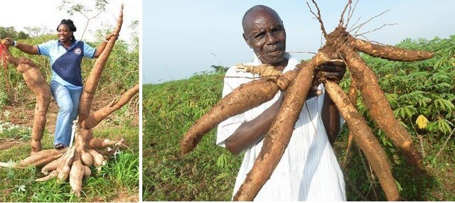 از تکثیر بُز با فناوری ایرانی تا صادرات دستگاه الیاف به اوگاندا/احداث بزرگترین توتستان جهان