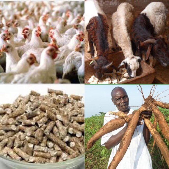 از تکثیر بُز با فناوری ایرانی تا صادرات دستگاه الیاف به اوگاندا/احداث بزرگترین توتستان جهان