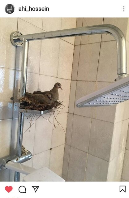 ماجراهای شگفتانگیز آقای آهی