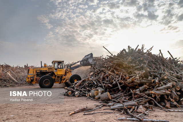 نیاز سالانه کشور به چوب چقدر است؟ نیاز سالانه کشور به چوب چقدر است؟