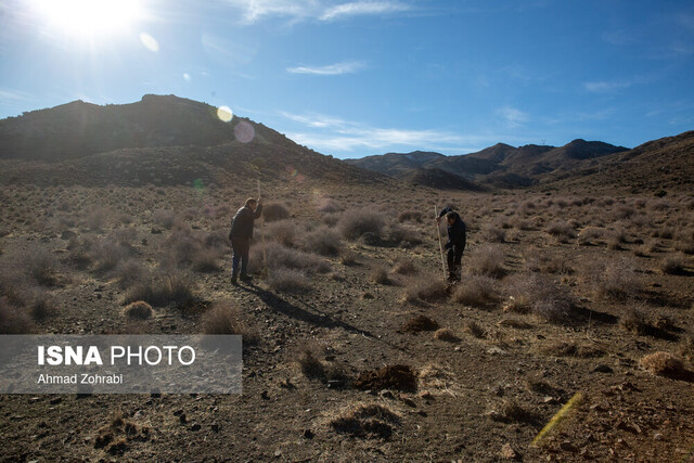 عکس آرشیوی است. جنگلهای زاگرس جوانسازی می شود