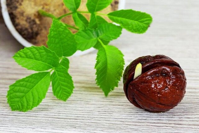 کسب درآمد میلیاردی با خرید نهال گردو زودبازده از آریا نهال کسب درآمد میلیاردی با خرید نهال گردو زودبازده از آریا نهال