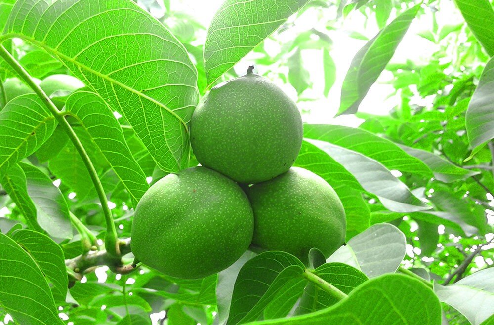 کسب درآمد میلیاردی با خرید نهال گردو زودبازده از آریا نهال