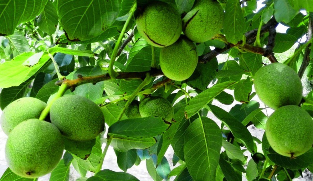 ل گردو زودبازده از آریا نهال کسب درآمد میلیاردی با خرید نهال گردو زودبازده از آریا نهال ل گردو زودبازده از آریا نهال کسب درآمد میلیاردی با خرید نهال گردو زودبازده از آریا نهال