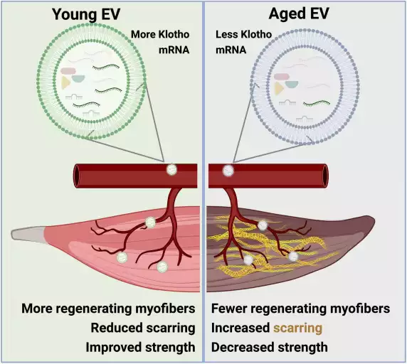 ذرات "خون جوان" و کمک به موش‌های پیر برای مبارزه با پیری