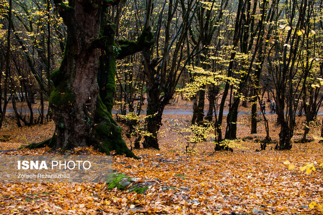 از درختان جنگلهای هیرکانی چه میدانید؟