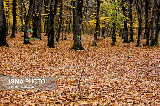 از درختان جنگل‌های هیرکانی چه می‌دانید؟