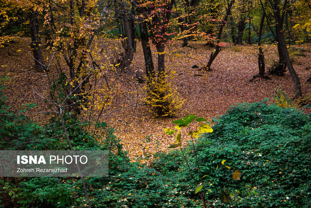 مدیریت جنگلهای شمال ایران به کجا رسید؟