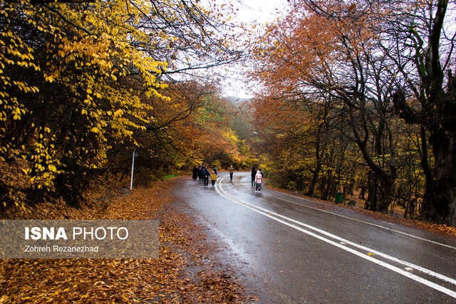 گره کور تعریض جاده جنگل گلستان کجاست؟