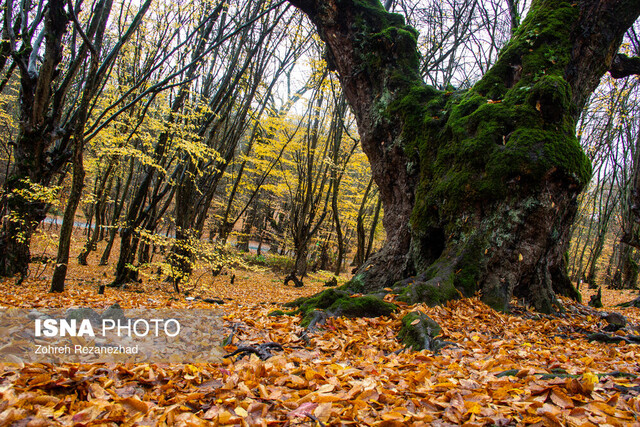 از درختان جنگل‌های هیرکانی چه می‌دانید؟