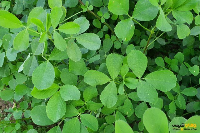 فواید استفاده از عرقیجات گیاهی یونجه و زنیان چیست؟