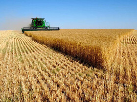 افزایش تولیدات محصولات زراعی با اجرای طرح الگوی کشت