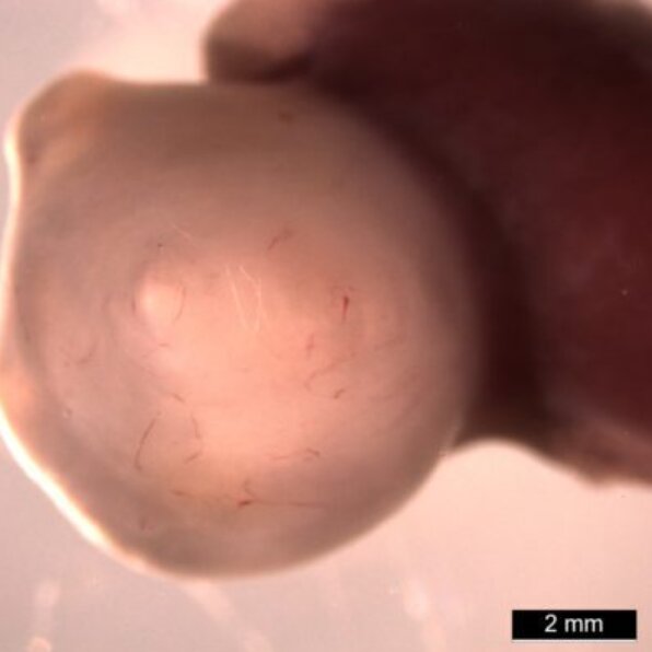 معده آزمایشگاهی با قابلیت تولید اسید ساخته شد