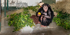 مرگ شامپانزه ایرانی در یک مرکز نگهداری در کنیا