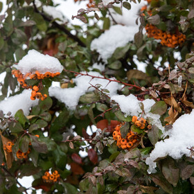 نخستین برف پاییزی تهران