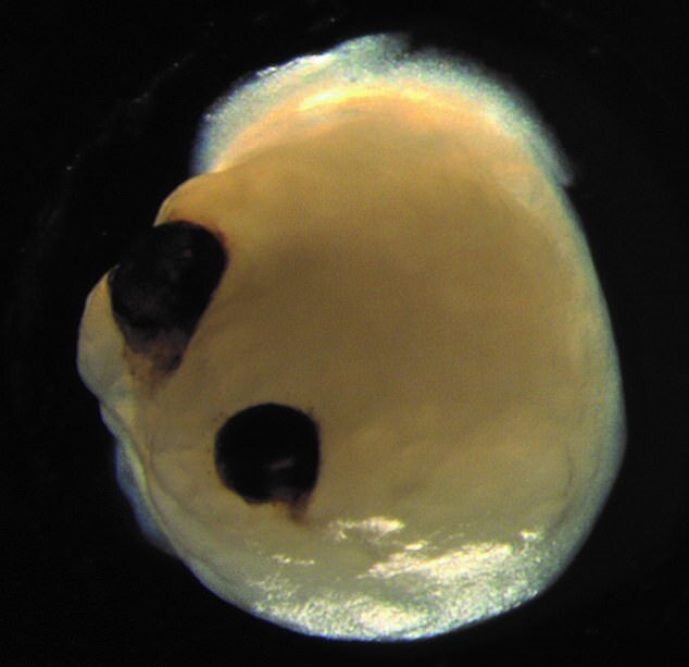 مغز آزمایشگاهی انسان، بازی رایانهای میکند!