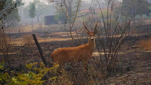 ۱۷ میلیون حیوان در آتش‌سوزی‌های جنگلیِ برزیل تلف شده‌اند