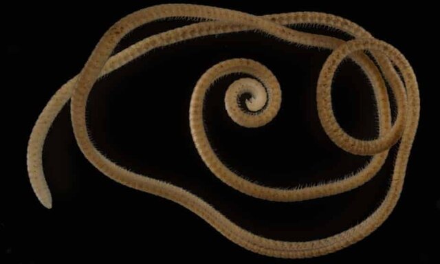 این هزارپا واقعا هزار پا دارد!