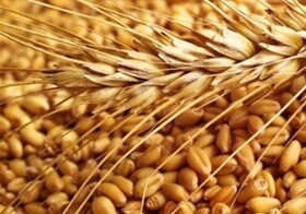 آشنایی با دستگاه ویدیومترلب و آنالیز تصویر چندطیفی در بررسی کیفیت بذر