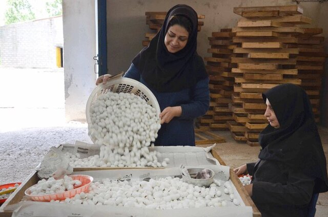 ایجاد اشتغال پایدار از طریق احیای ۱۰۰۰ تعاونی روستایی  ایجاد اشتغال پایدار از طریق احیای ۱۰۰۰ تعاونی روستایی
