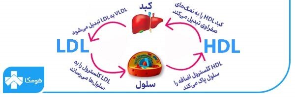 کلسترول خود را کنترل کنید تا به بیماریهای کبدی مبتلا نشوید!