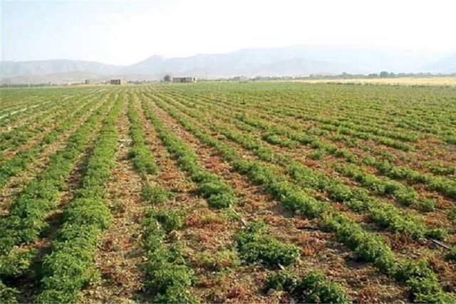 محمودوند: عایدی سالانه یک کشاورز 10 میلیون تومان و جریمه منابع طبیعی تا 20 میلیون است