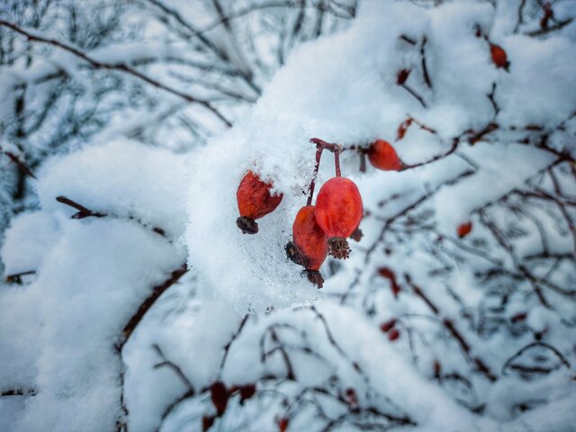 طبیعت زمستانی روستای درو