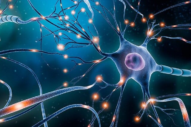 گامی جدید به سوی درک فعالیت نورون‌های مغز