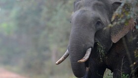 صدور کارت هویت برای فیل‌ها در سریلانکا 