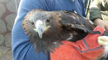 رهاسازی ۲۰۰ گونه جانوری از ابتدای سال جاری