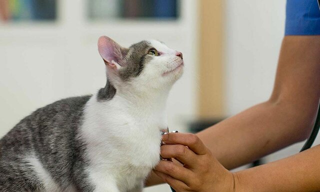 در زمستان پناه حیوانات بیپناه نباشیم! در زمستان پناه حیوانات بیپناه نباشیم!