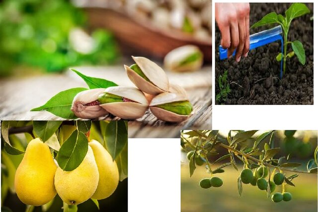 تولید محصولی برای کاهش برگشتپذیری محصولات کشاورزی صادراتی تولید محصولی برای کاهش برگشتپذیری محصولات کشاورزی صادراتی