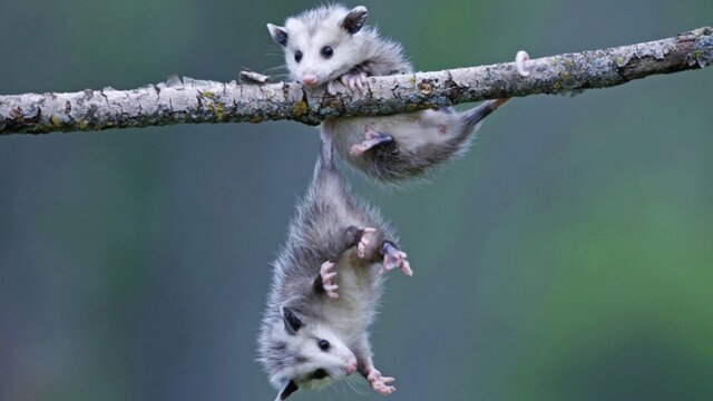 عکس تزیینی است حقایقی درباره ماجرای موشهای درختی تهران