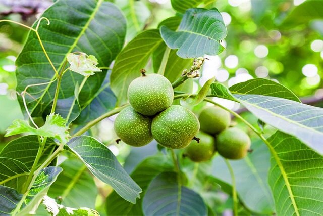 خرید و فروش نهال گردوی سردسیری از دکتر نهال تنها در ۵ دقیقه