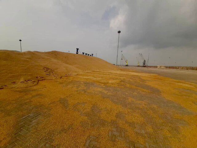 گزارش مستند از ماجرای جوهای جوانهزده