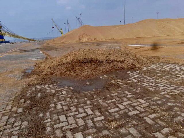 گزارش مستند از ماجرای جوهای جوانهزده