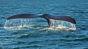 برخورد کَشتی‌ها با نهنگ‌ها، تهدیدی جدی برای این آبزیان است