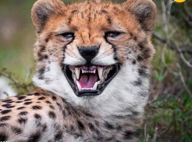 عکس / خنده یک بچه‌ یوزپلنگ