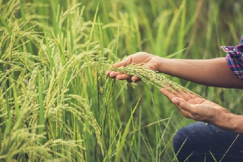 مبارزه با علف‌های هرز  سطح ۱۶۷ هزار هکتار از مزارع گندم و جو در لرستان