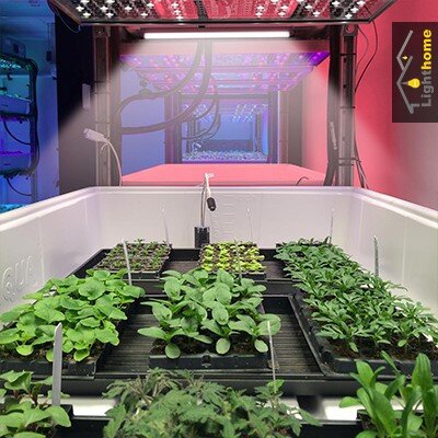 چطور برای رشد گیاهان آپارتمانی نور لازم را تامین نماییم؟