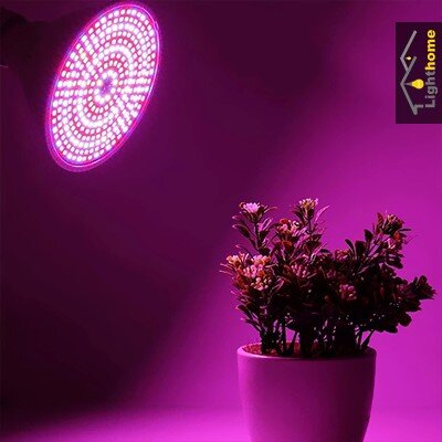 چطور برای رشد گیاهان آپارتمانی نور لازم را تامین نماییم؟