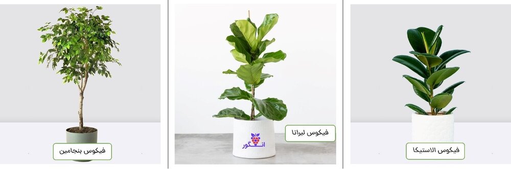 بهترین گونههای فیکوس آپارتمانی
