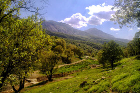 نشست «جنگل های زاگرس: گذشته، حال و آینده»