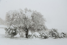بارش برف در سنندج بعد از دو سال